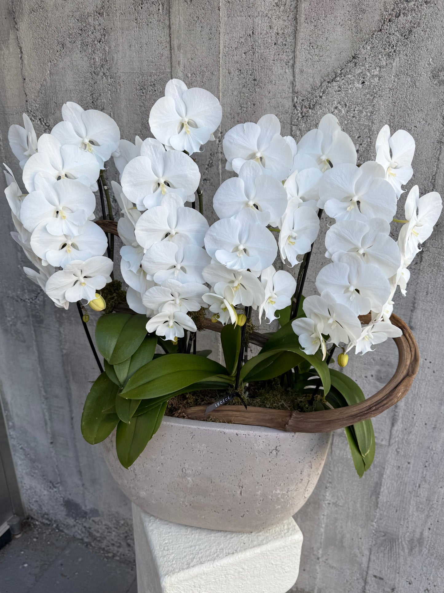 Orchid Object