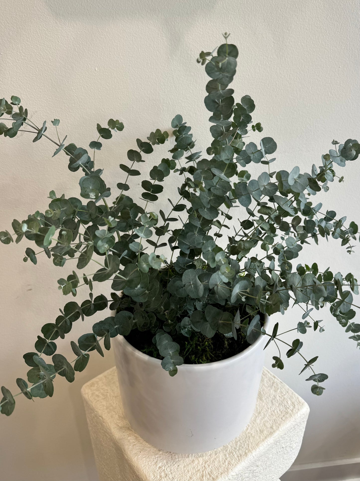 Eucalyptus Tree(6 inches)