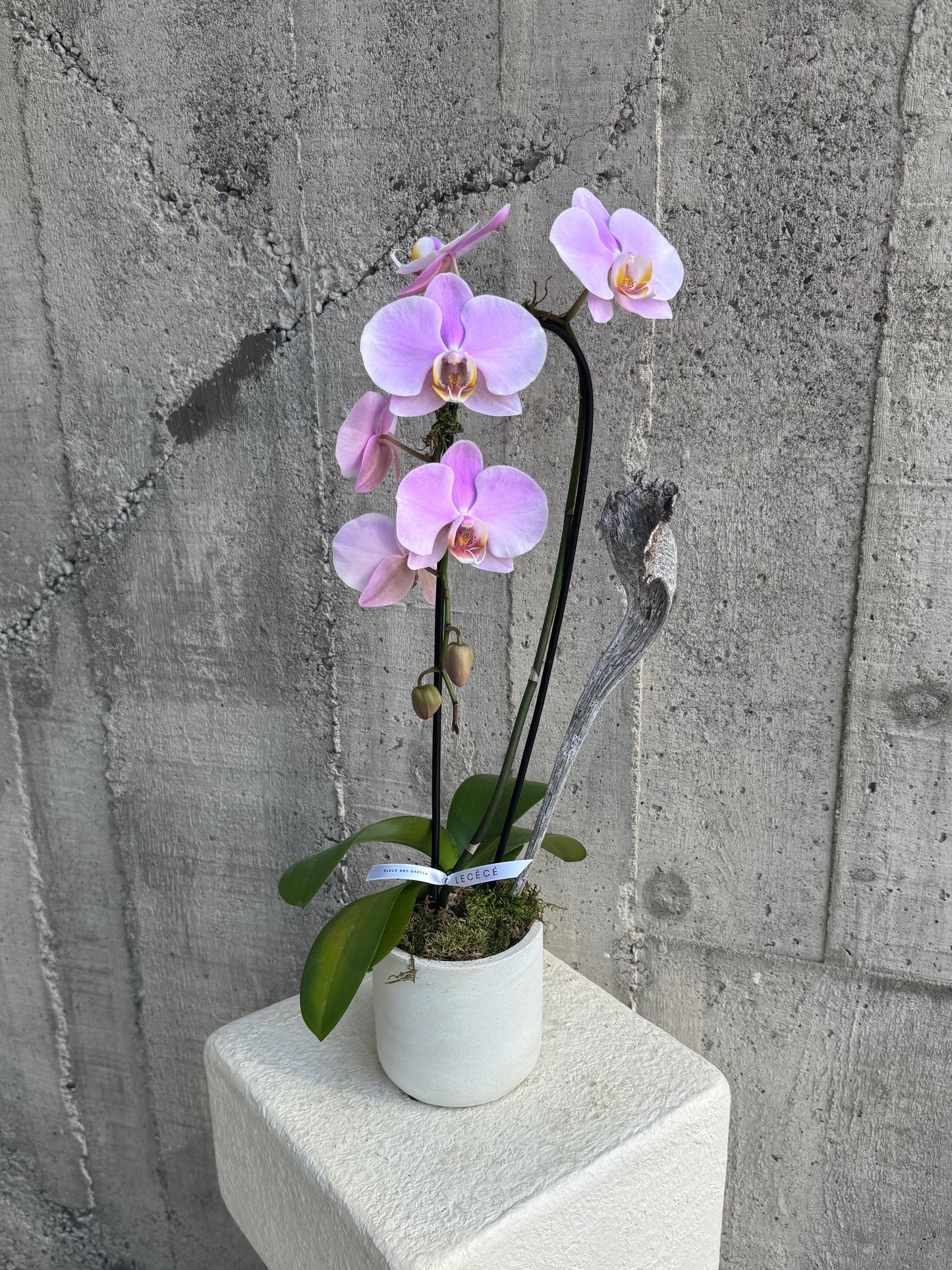 Cascading Single Orchids in Color