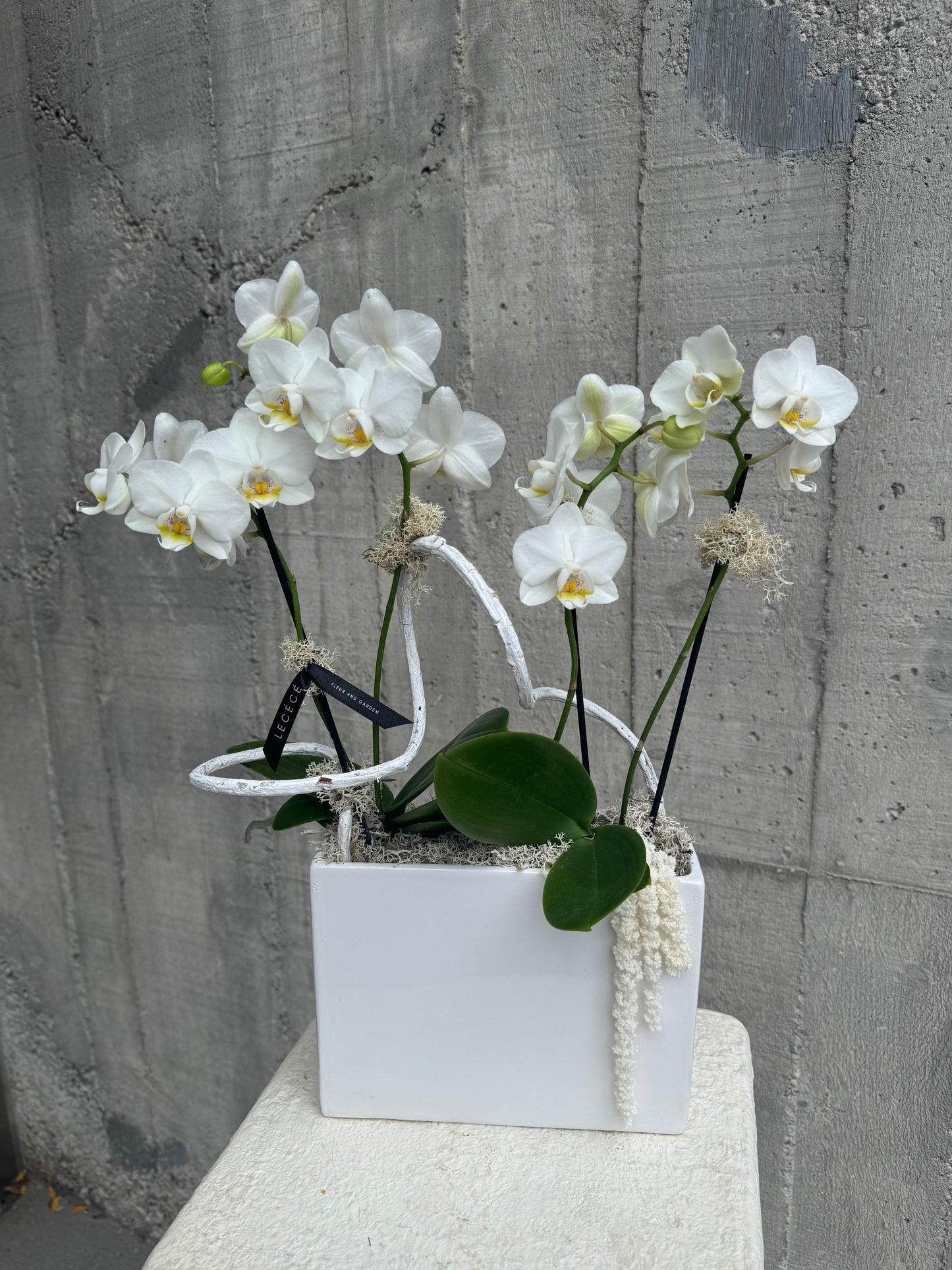 Orchid Cube