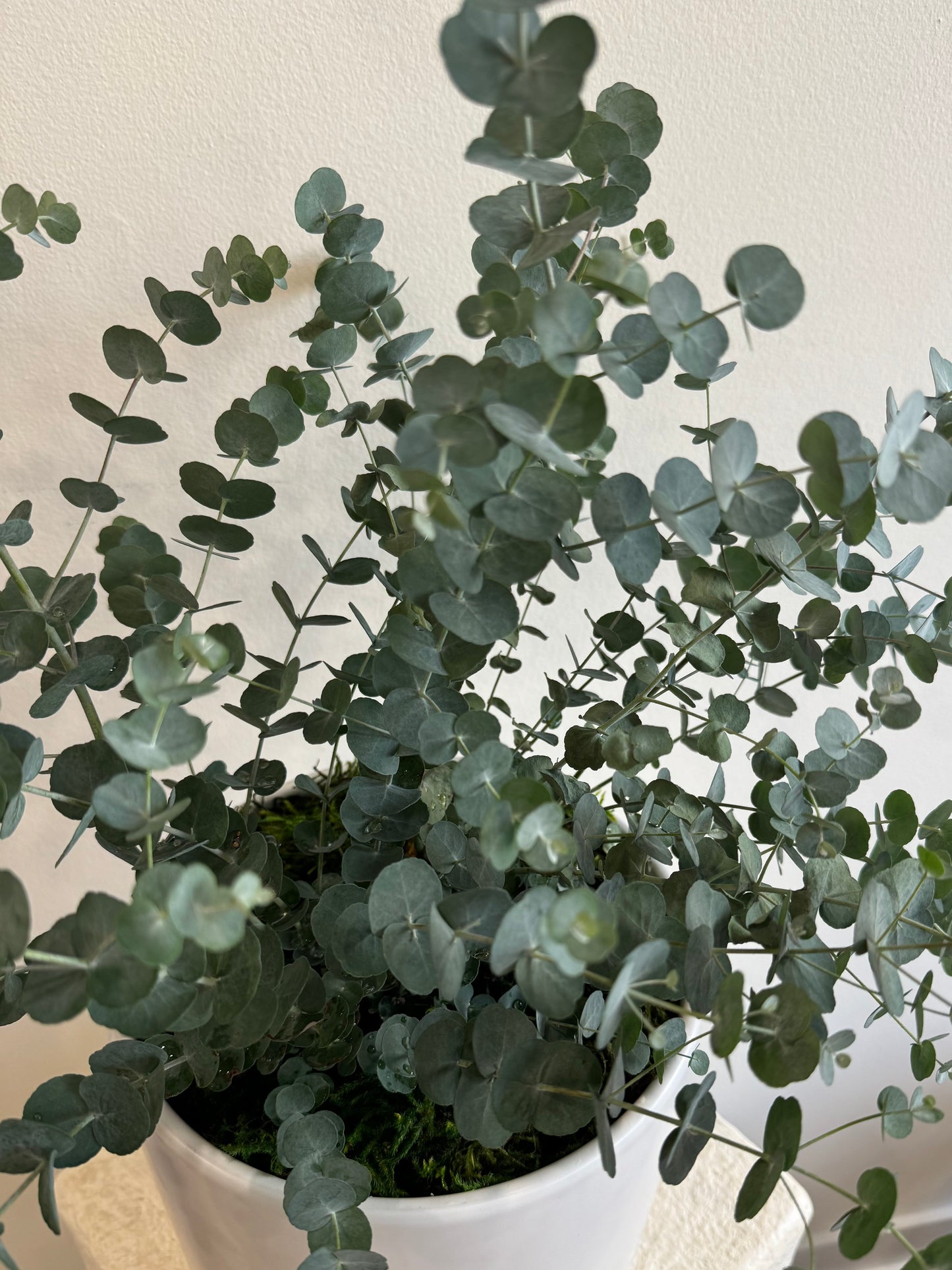 Eucalyptus Tree(6 inches)
