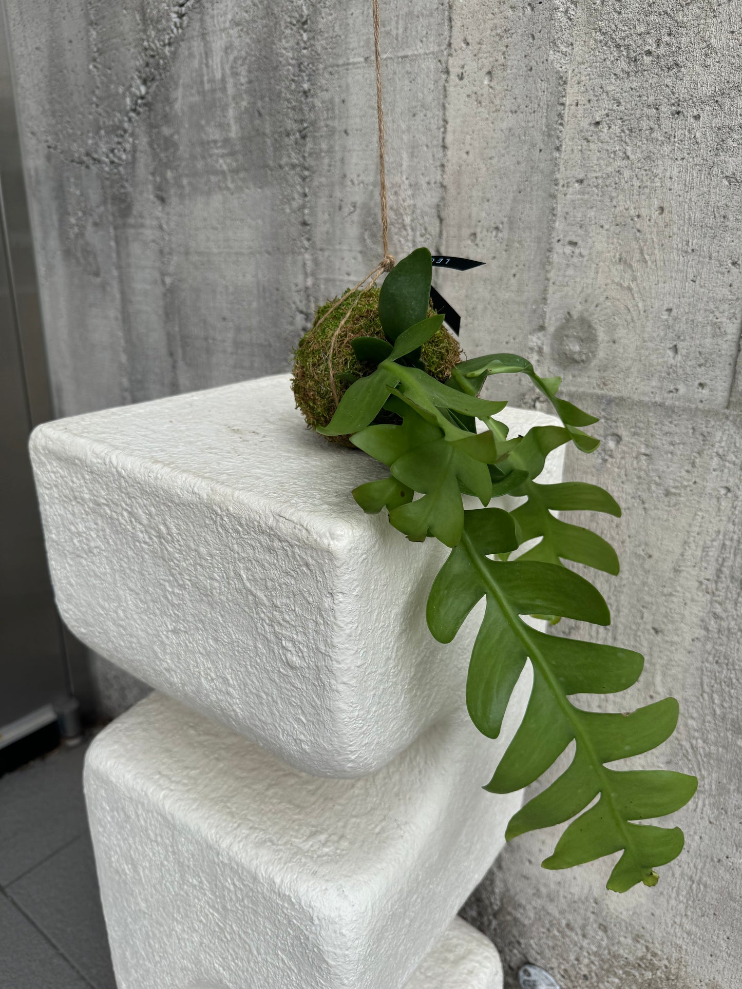 Shark Pin Hanging Moss Ball