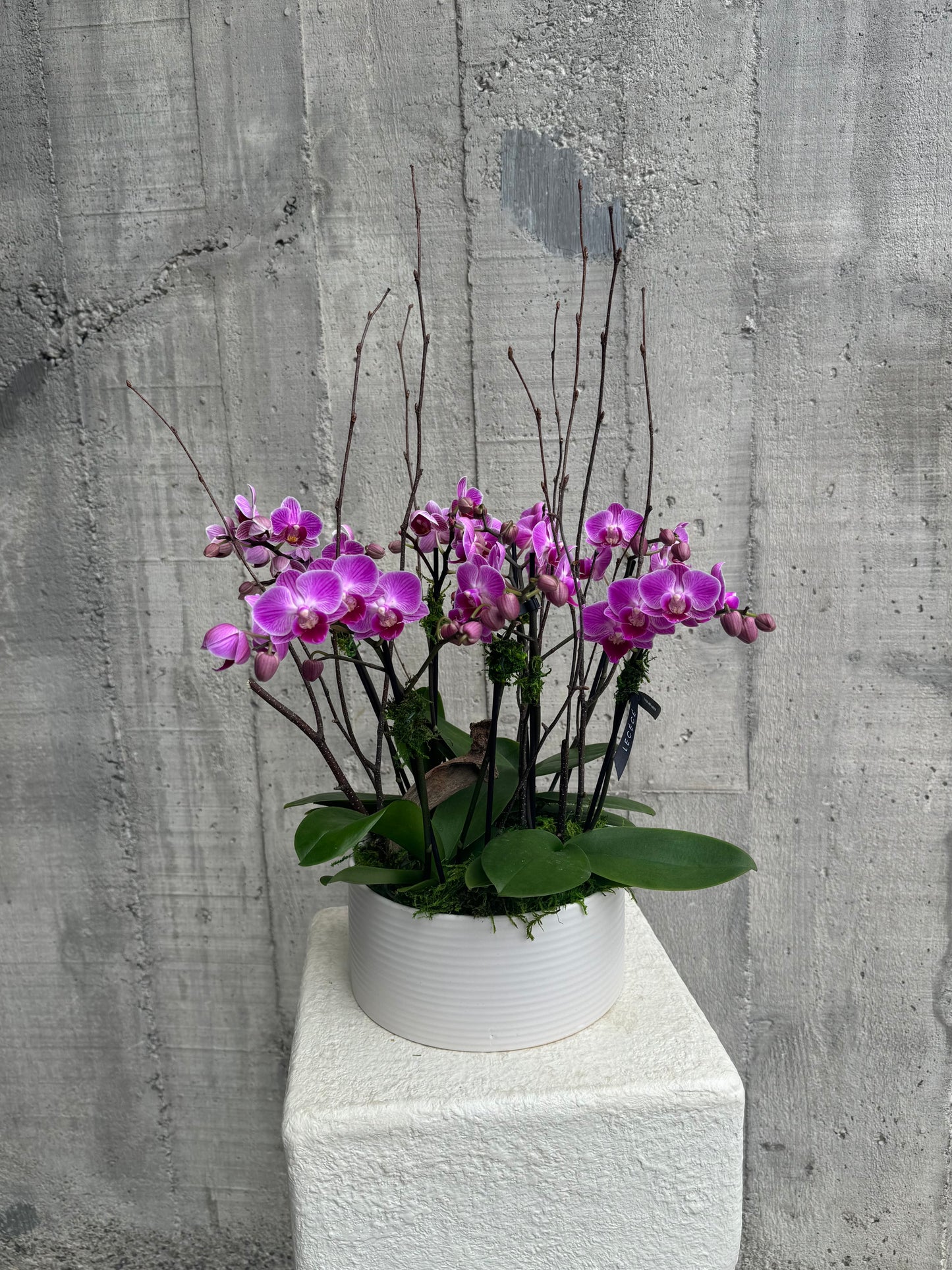 Enchanted Purple