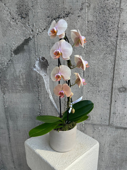 Cascading Single Orchids in Color