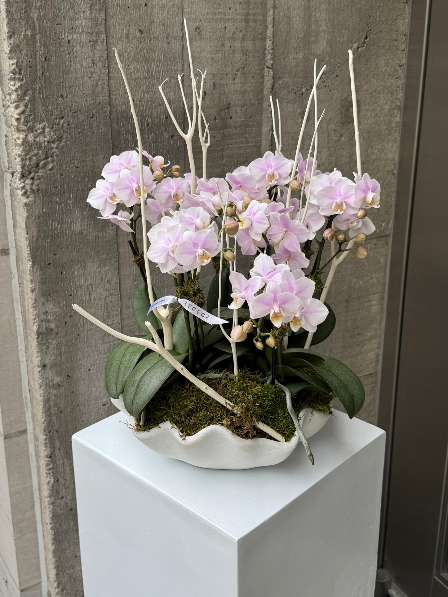 Shell Whisper (Fragrant)