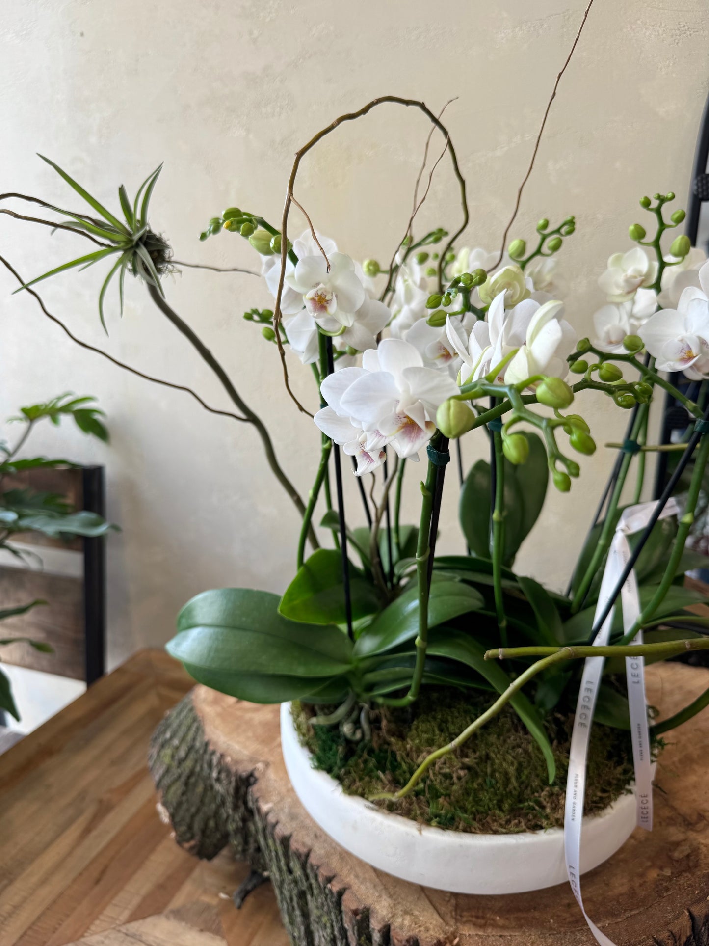 White Bliss Mini Orchids