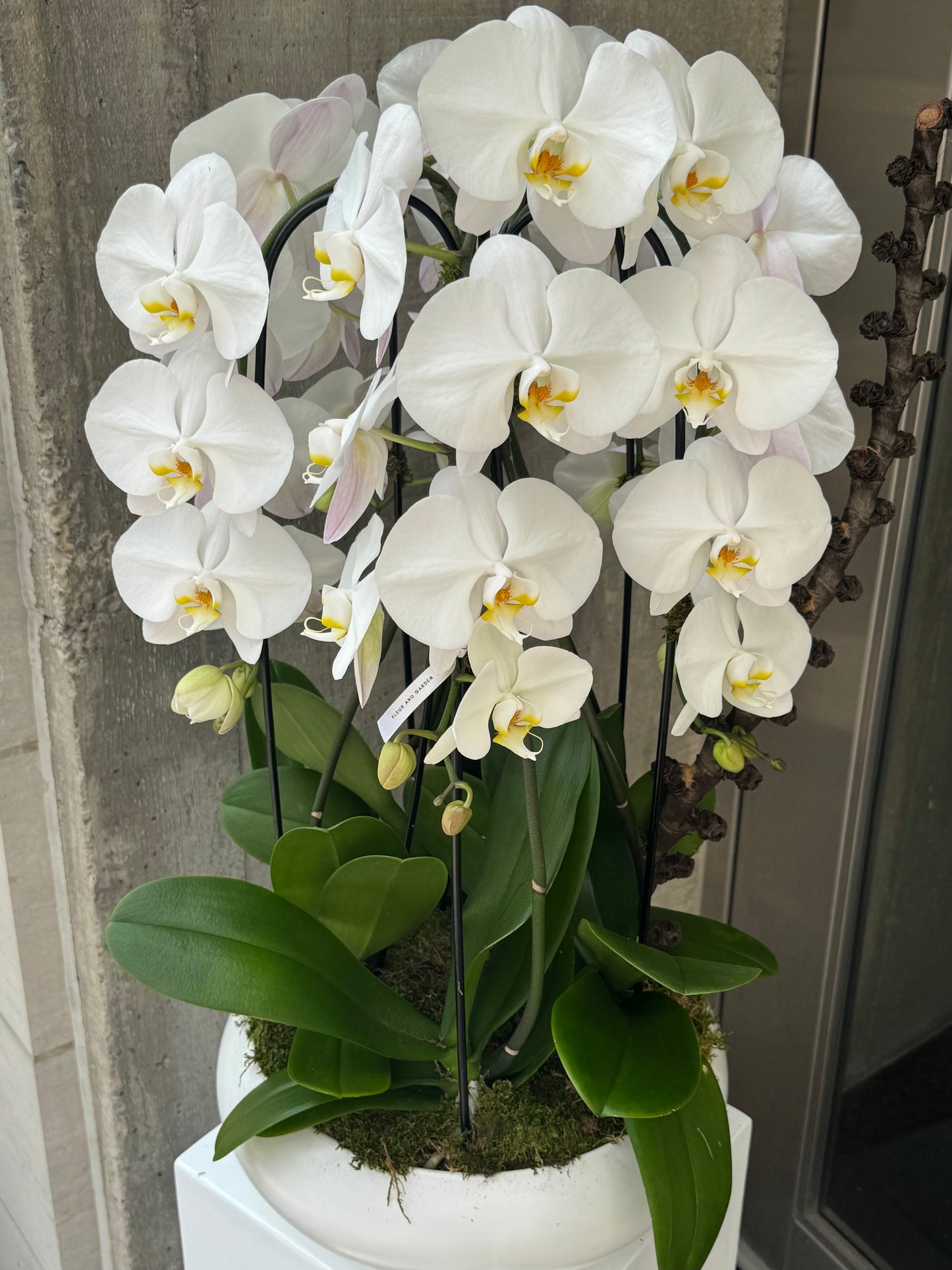 White Grace