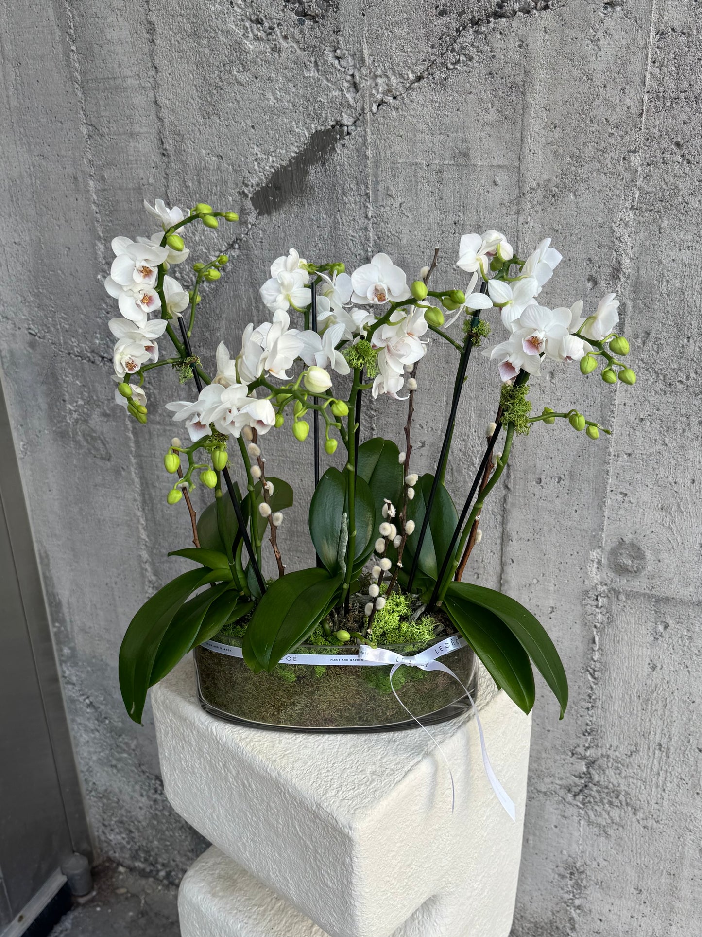 Dove Mini Orchids