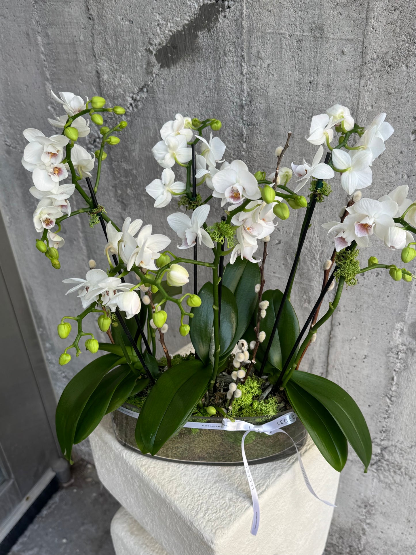 Dove Mini Orchids