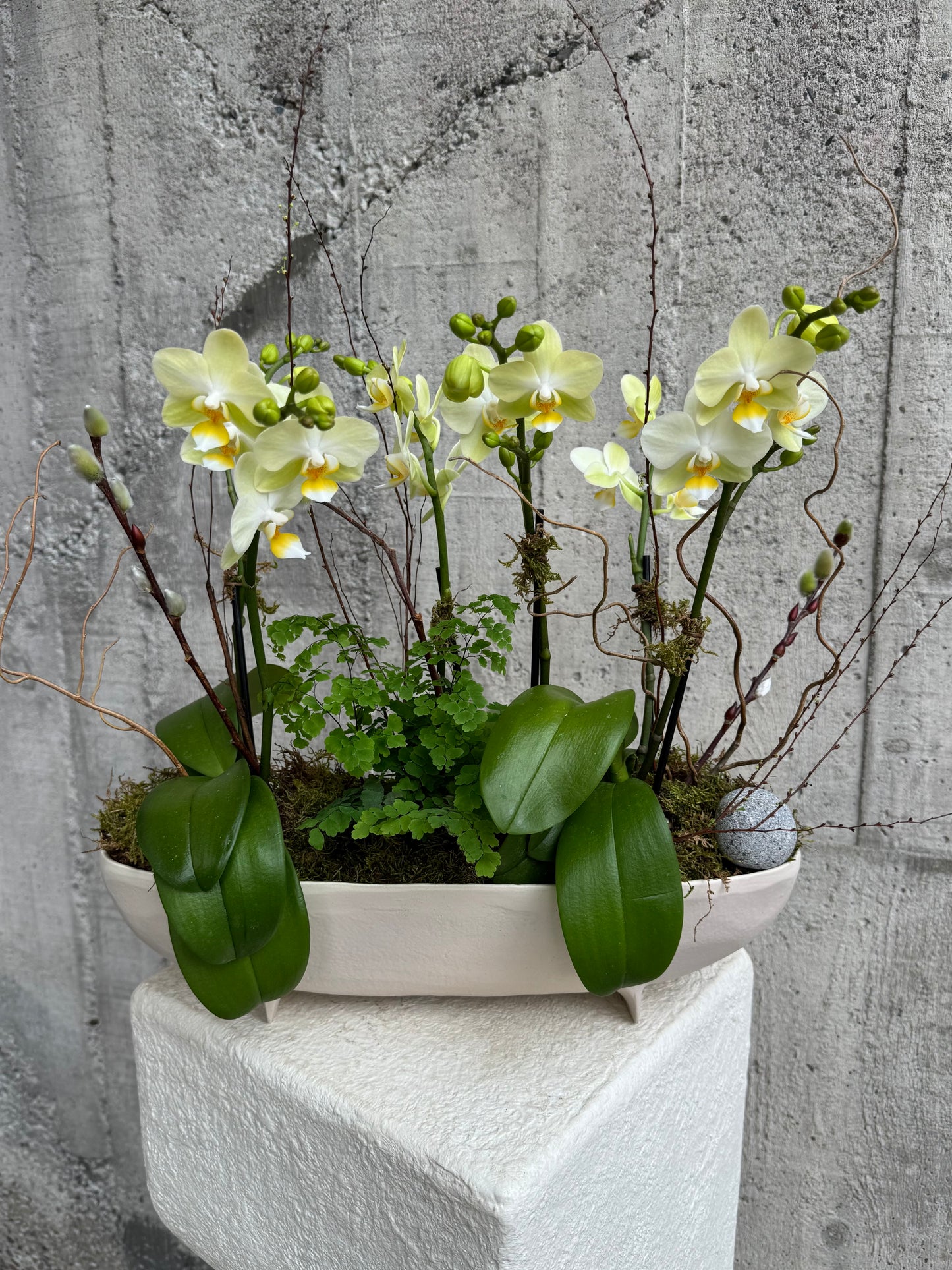 Lime Mini Orchids