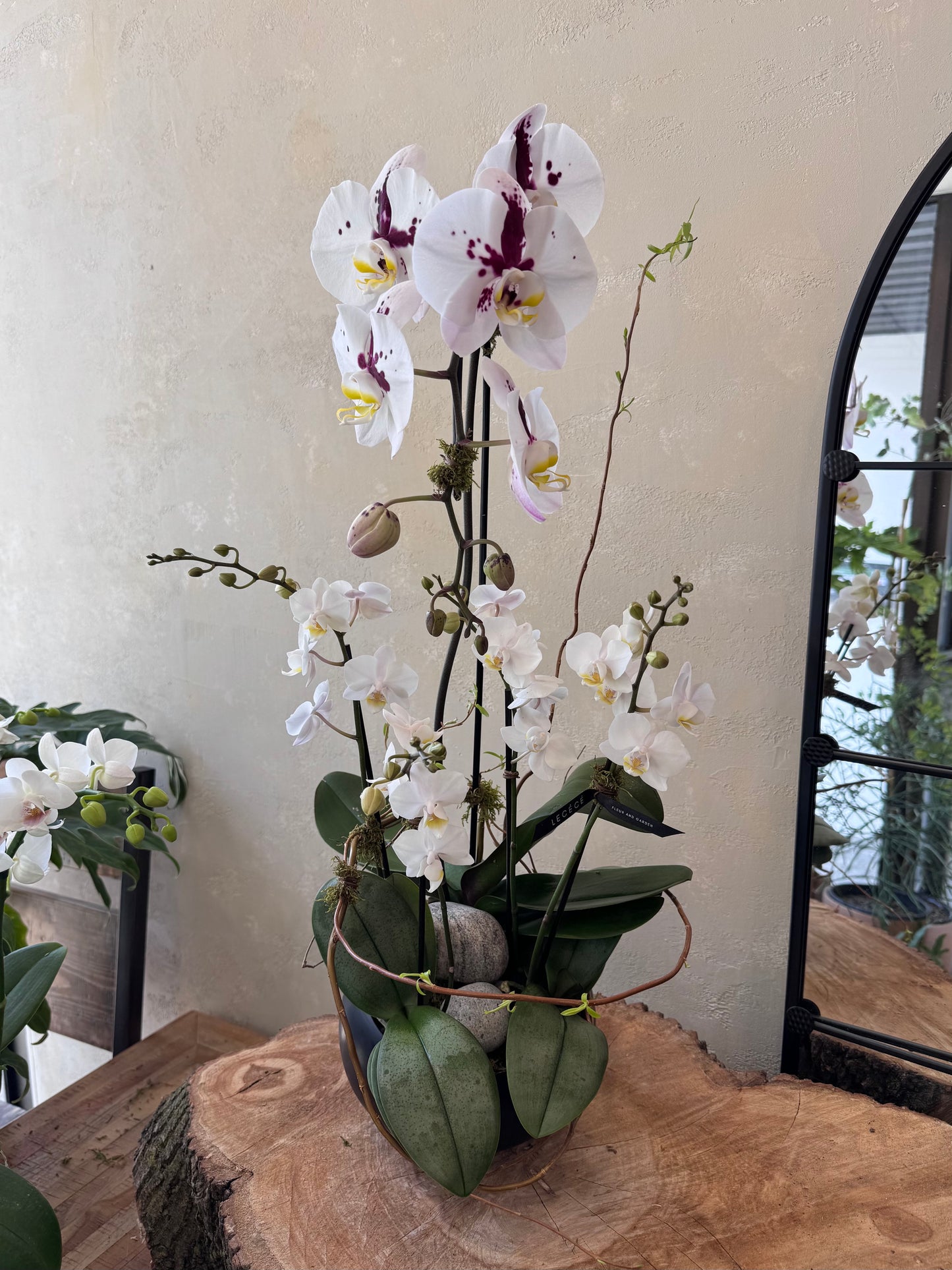 Orchid Mirage