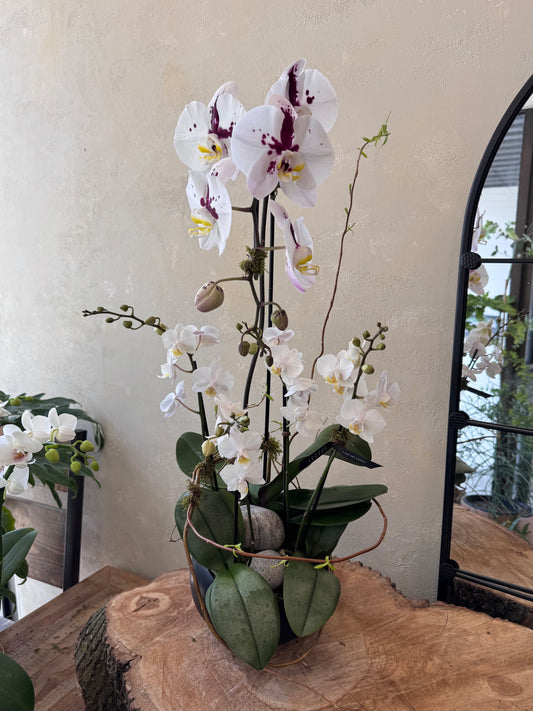 Orchid Mirage