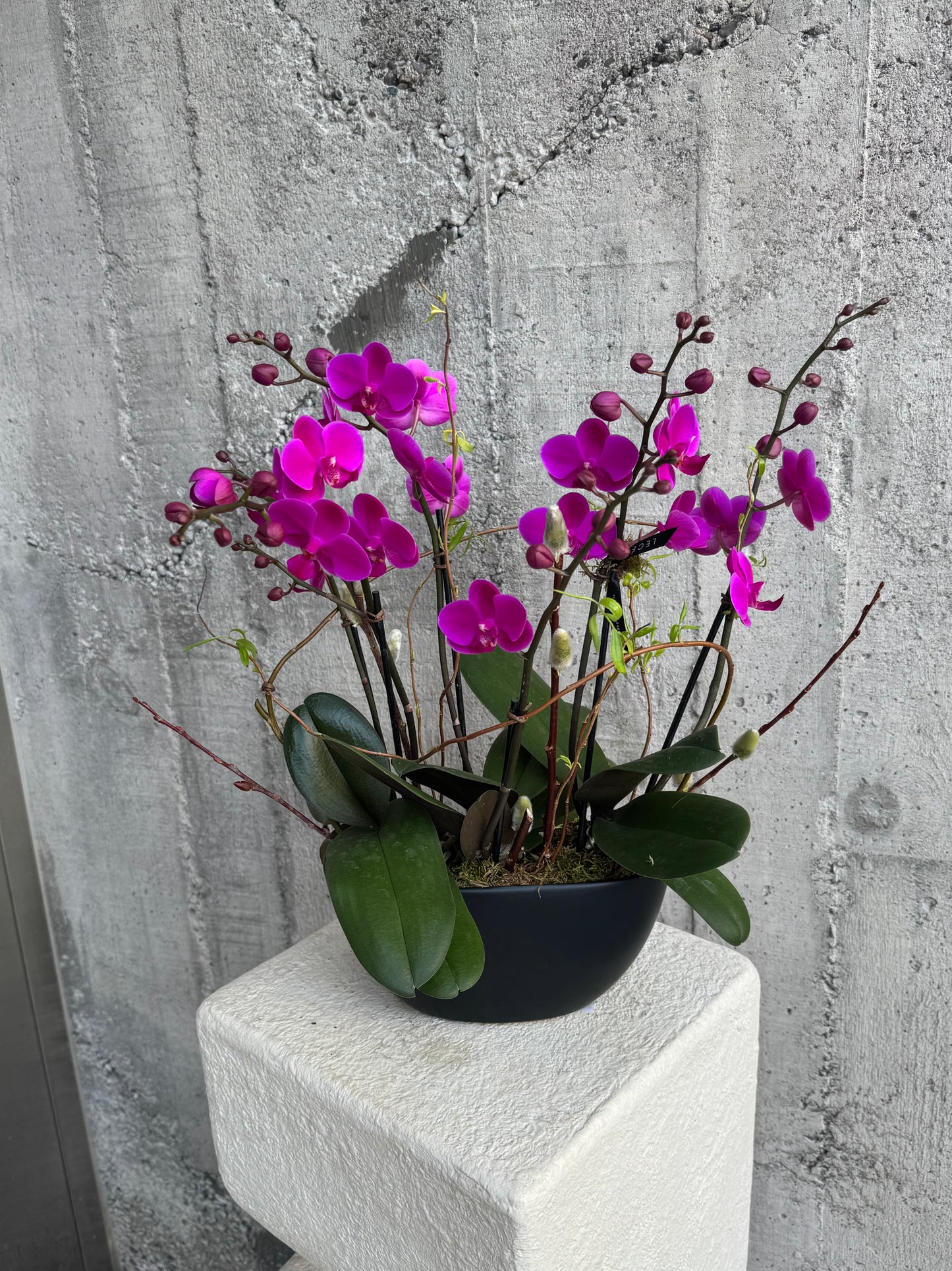 Royal Violet