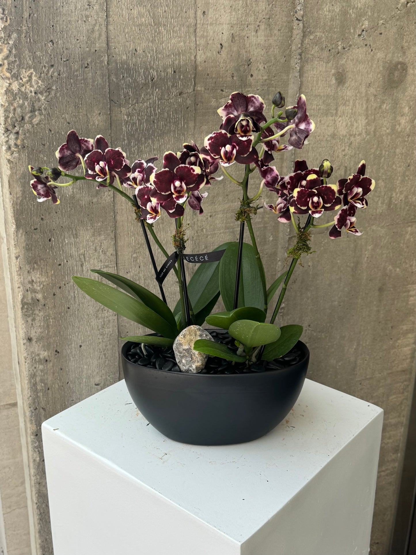 Moonlit Burgundy