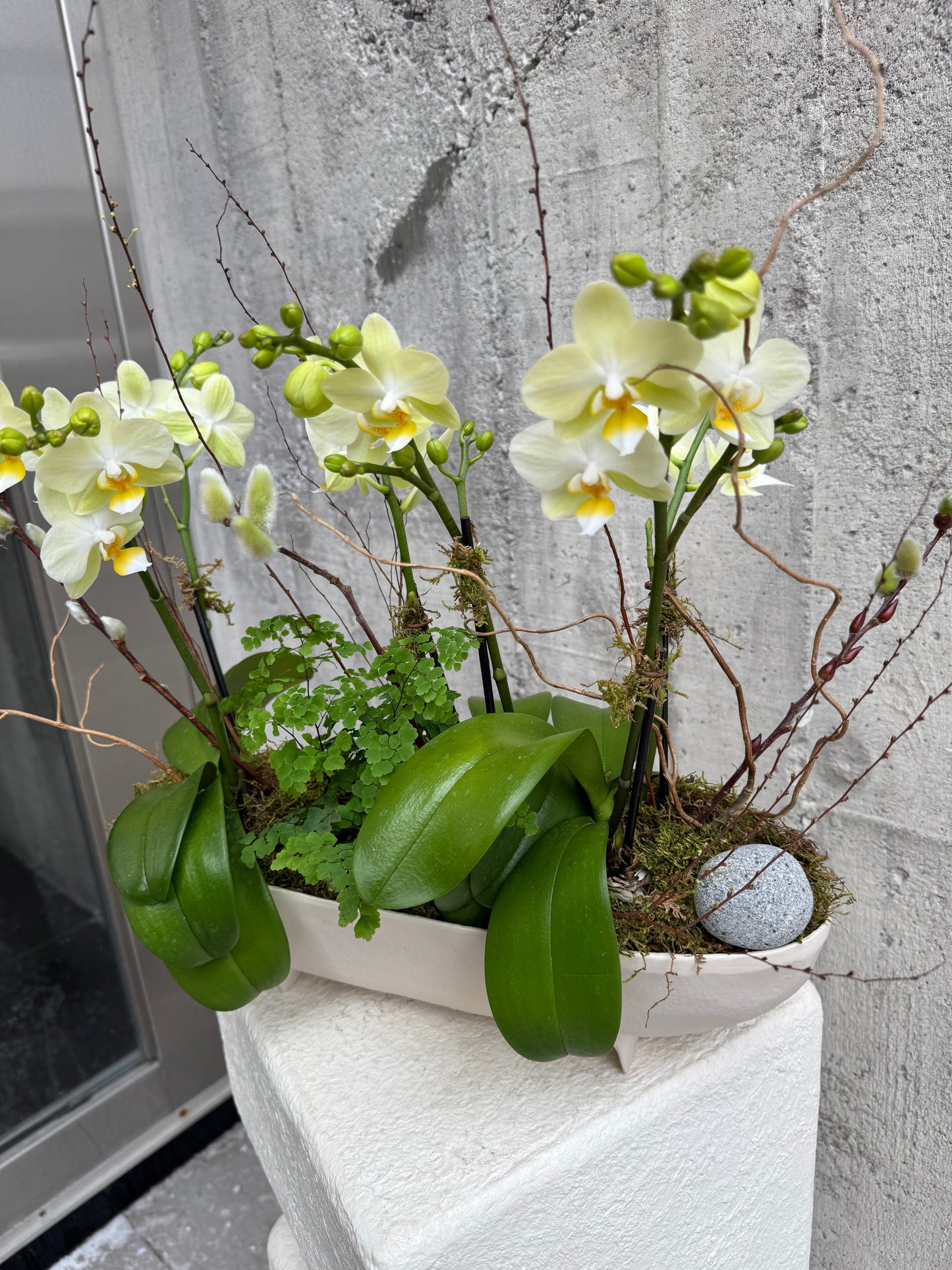 Lime Mini Orchids