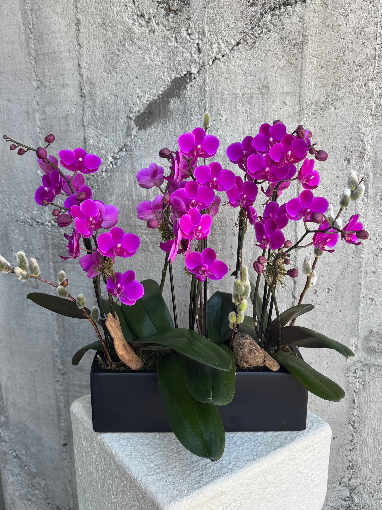 Violet Box