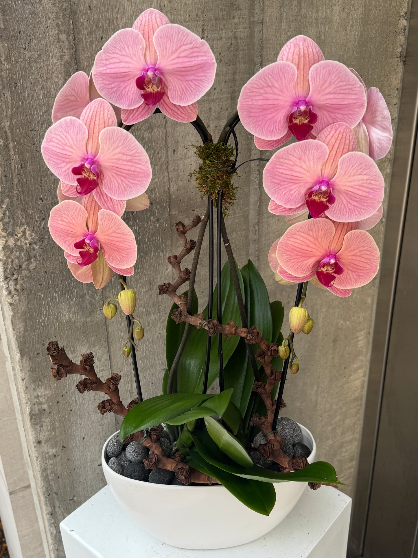 Peach Blossom