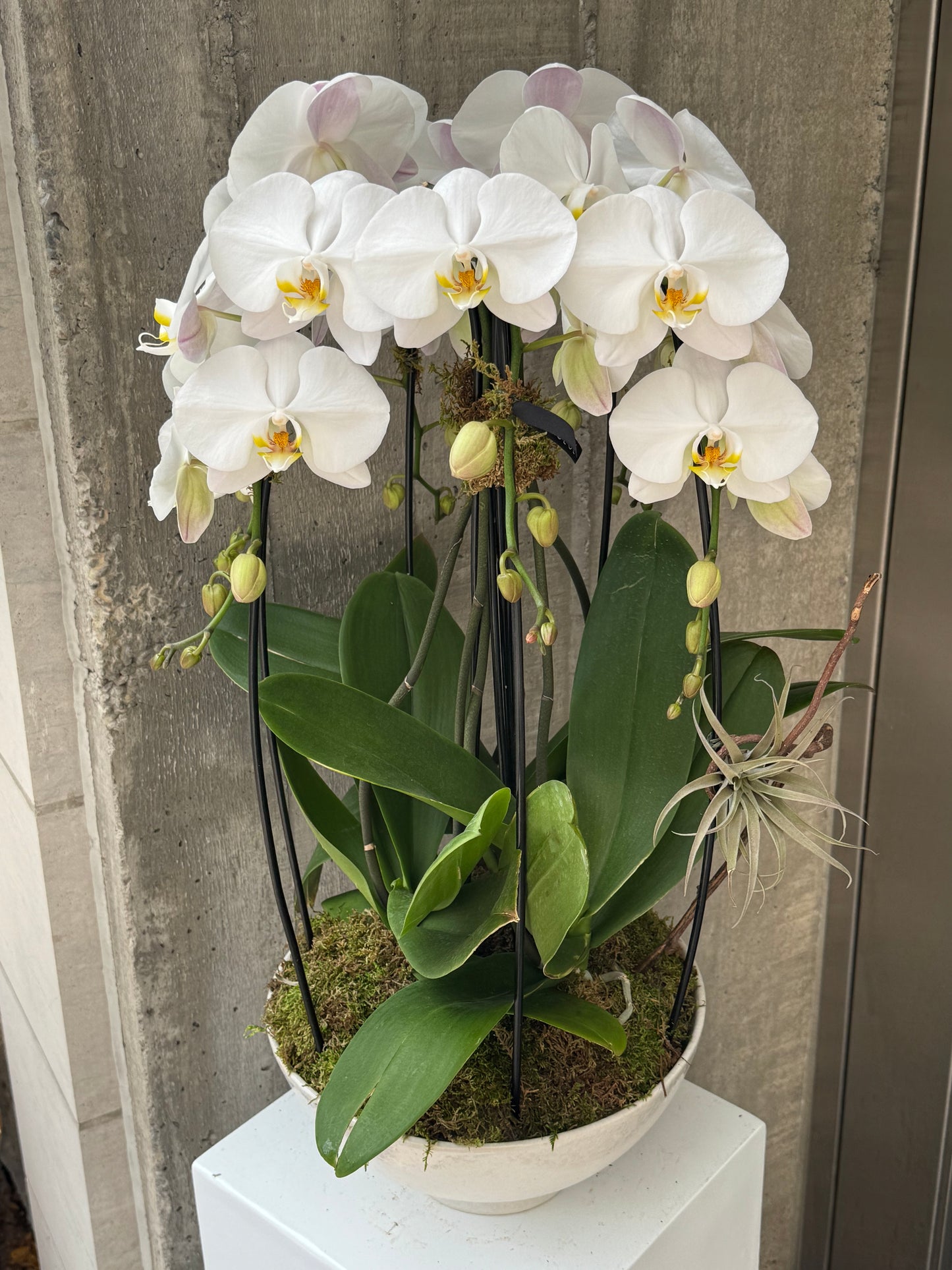 Celeste Orchid