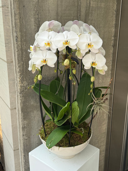 Celeste Orchid