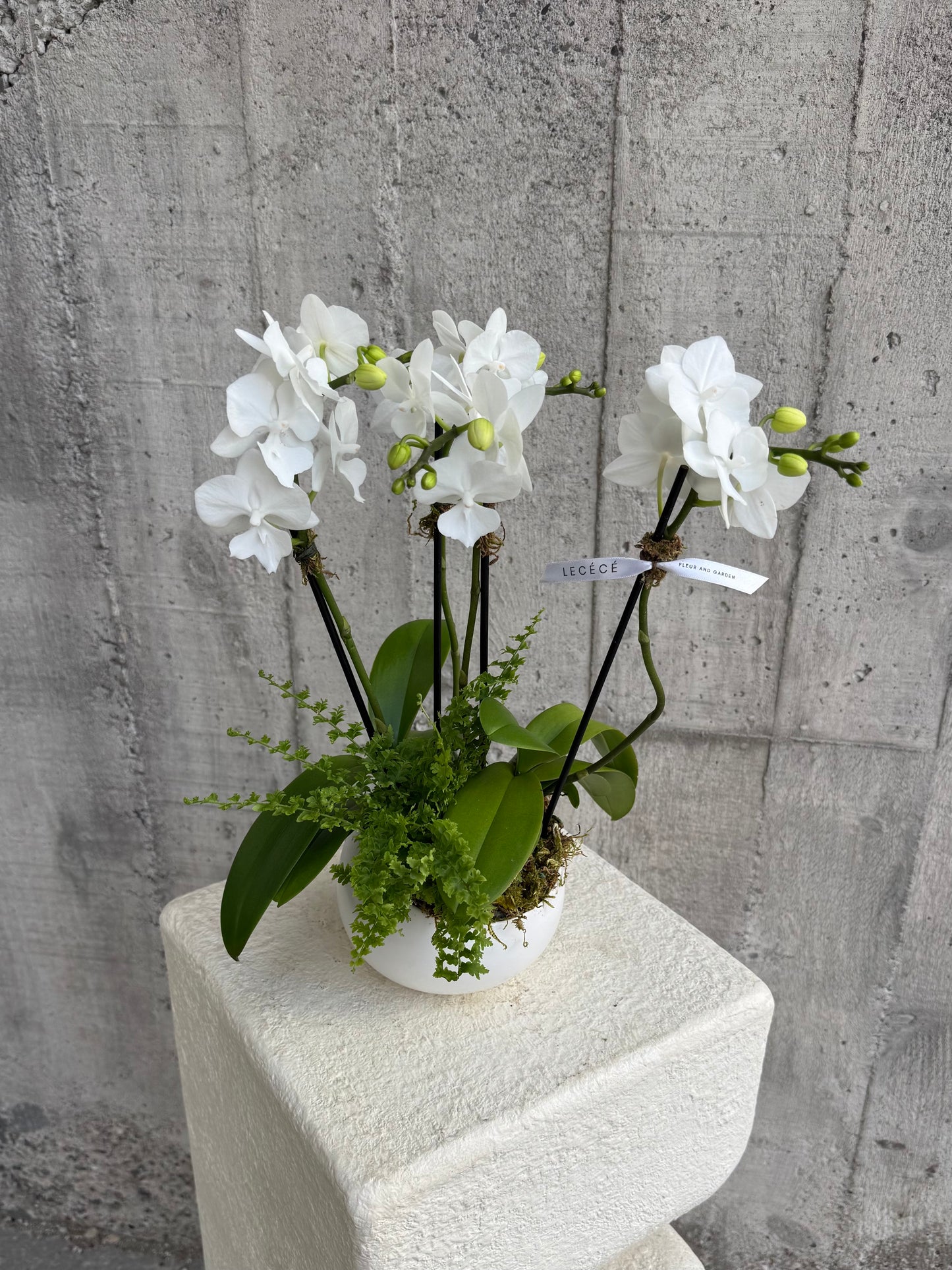 Echo White