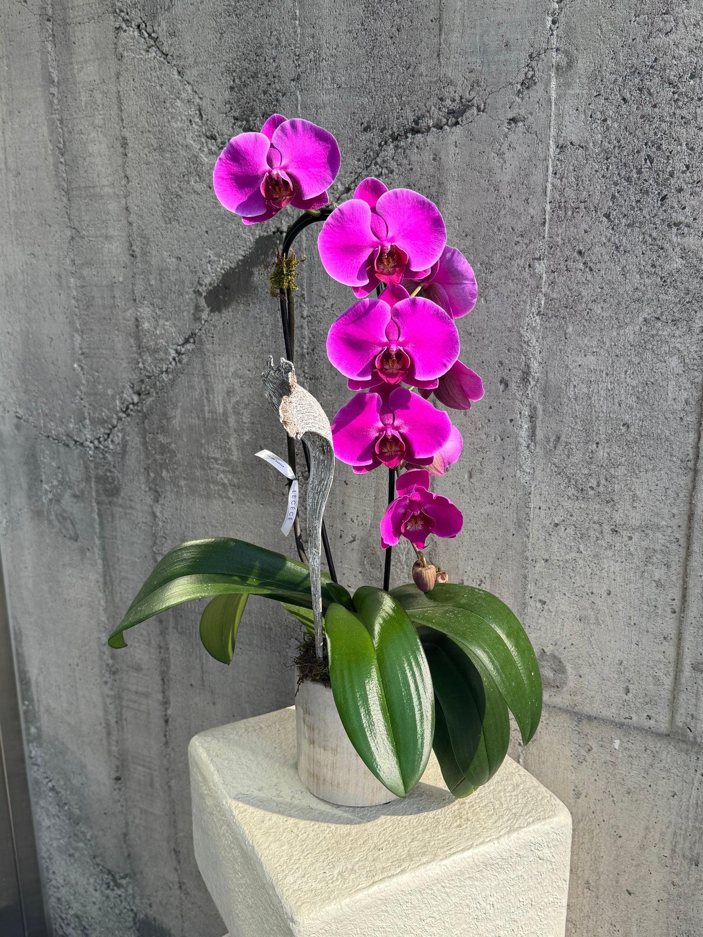 Cascading Single Orchids in Color