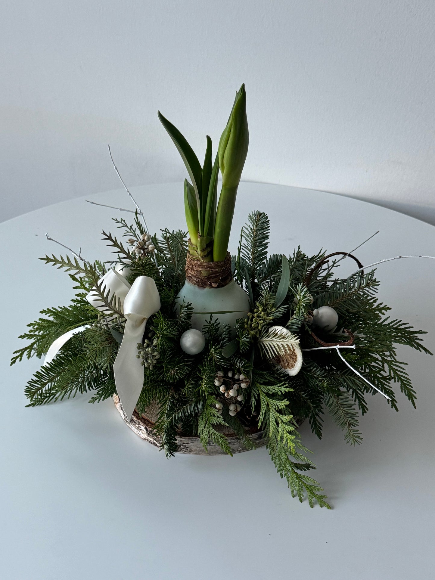 Waxed Amaryllis Garden