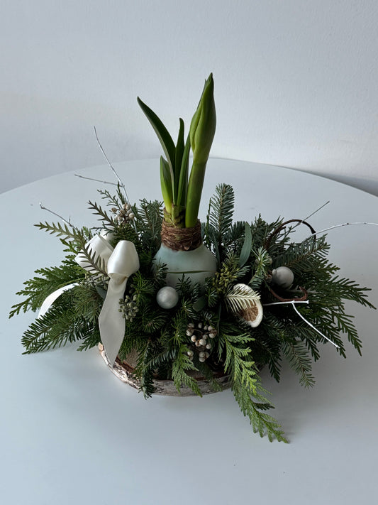 Waxed Amaryllis Garden