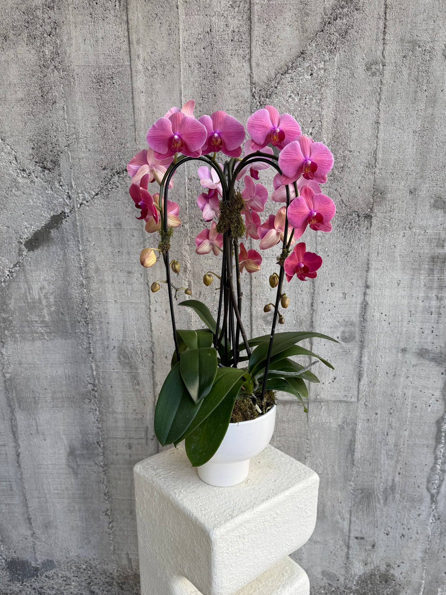 Falling Petal