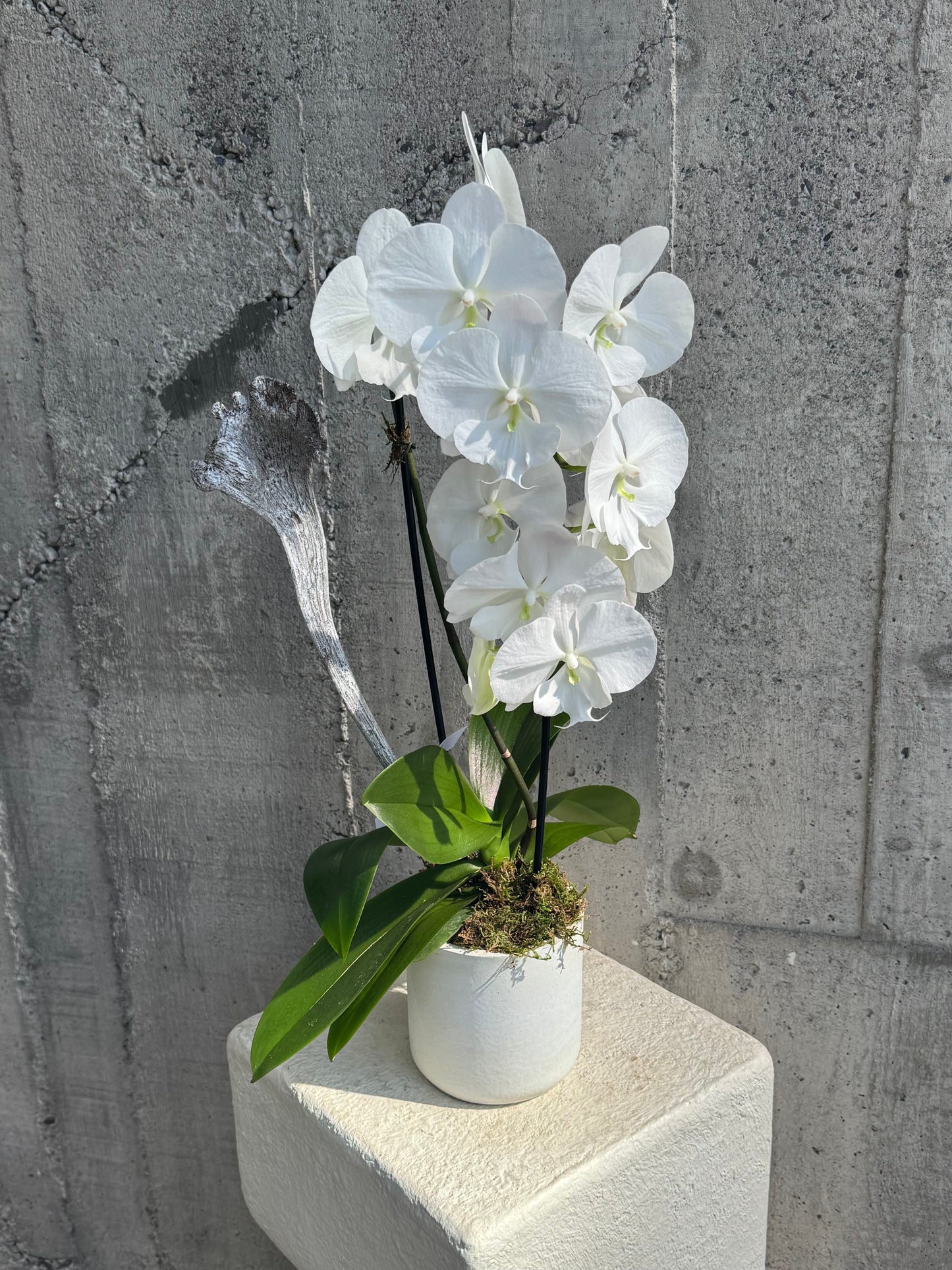 Cascading Single Orchids in Color
