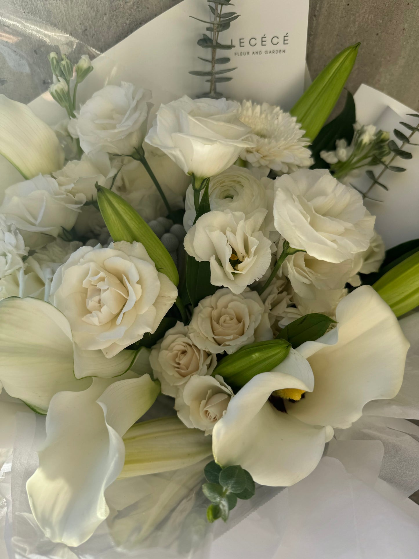 Elegant Cream