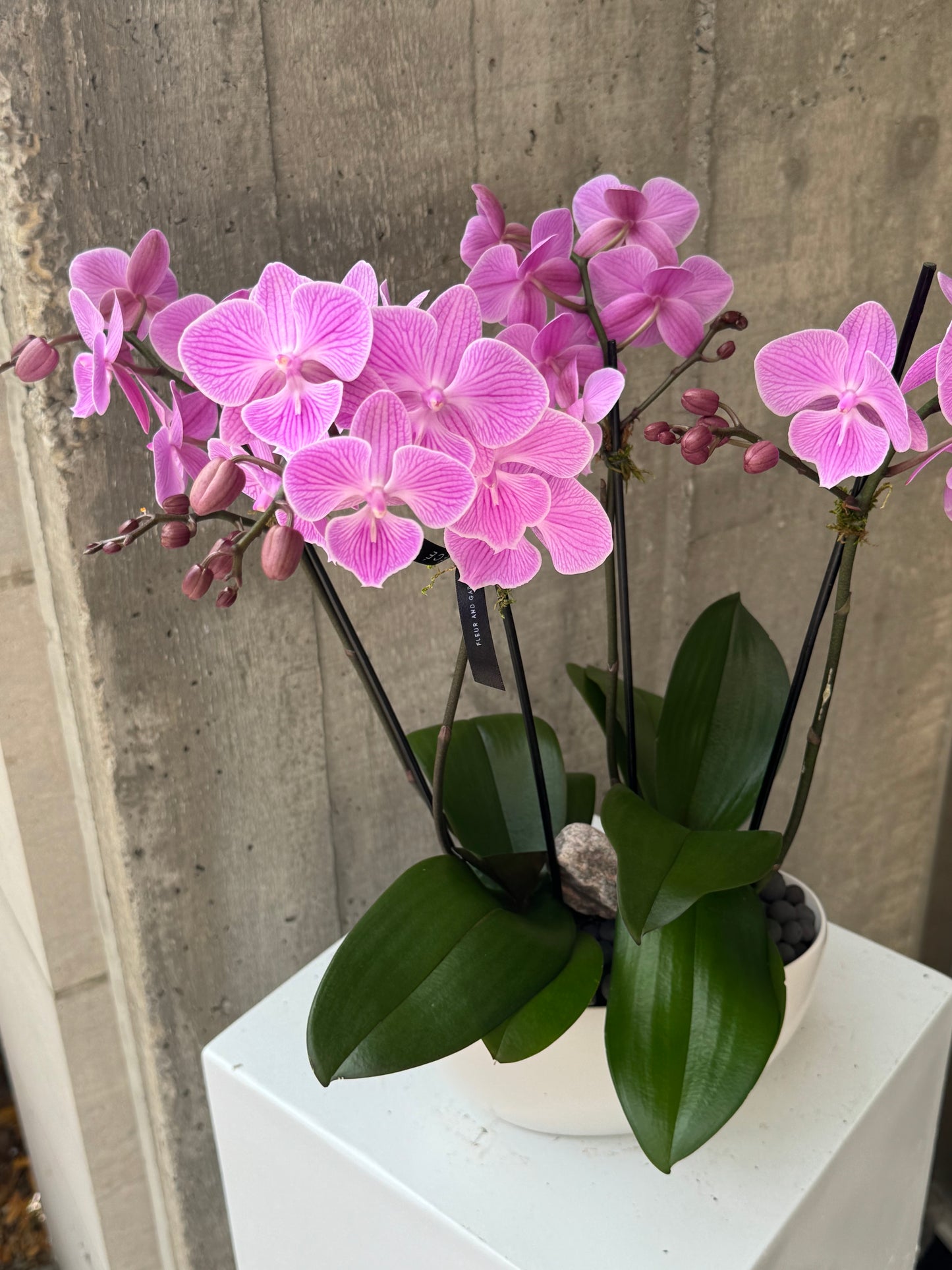 Lavande Orchid