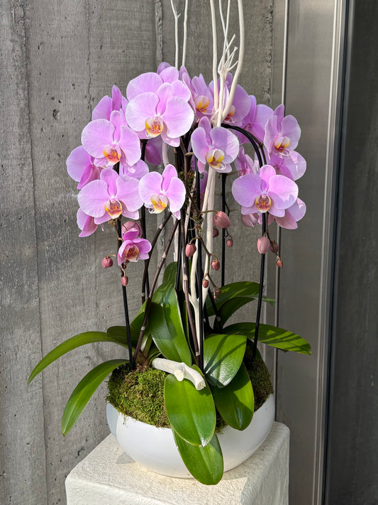 Violet Breeze