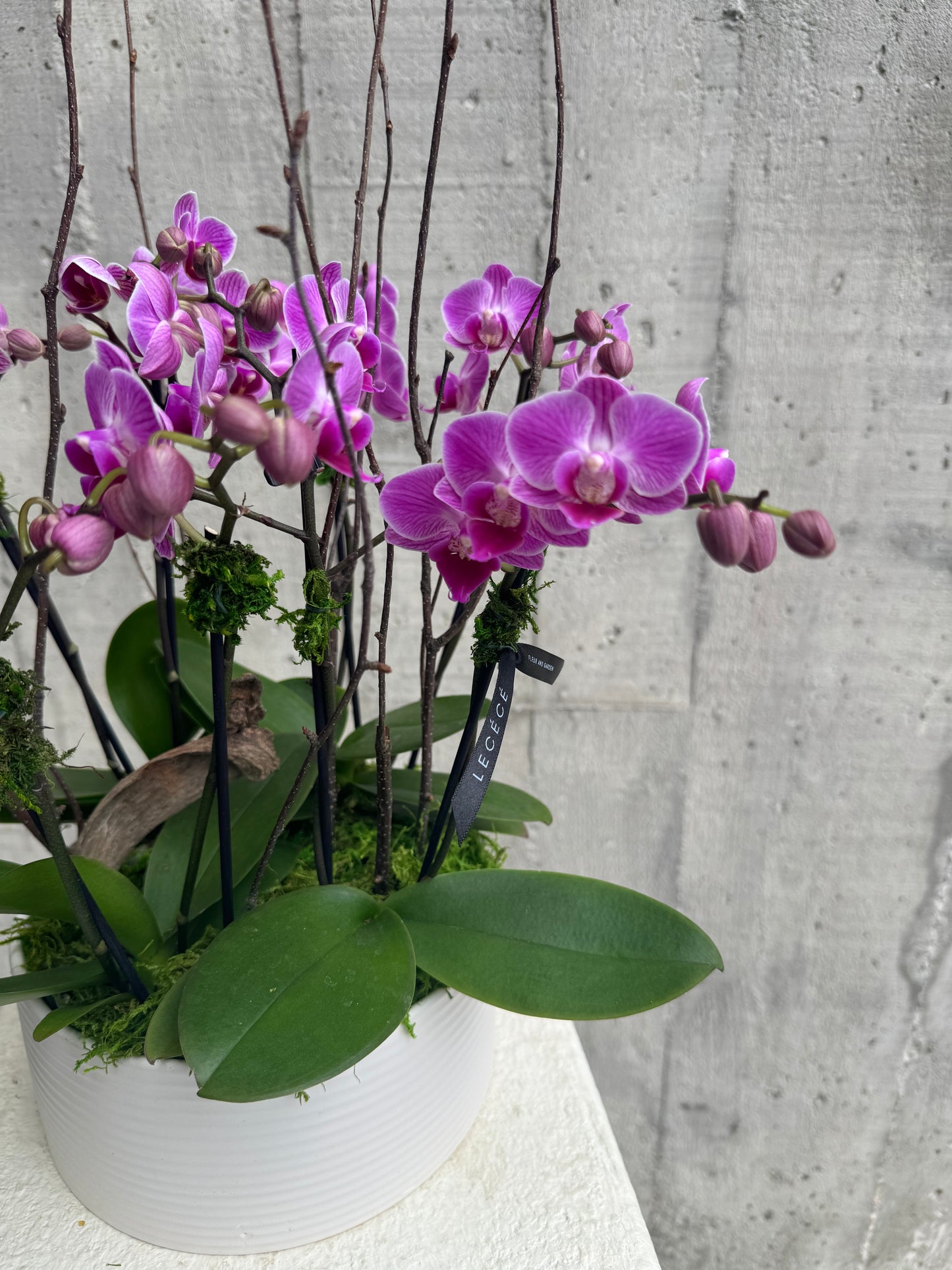 Enchanted Purple