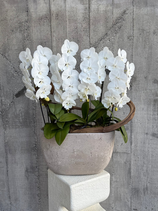 Orchid Object