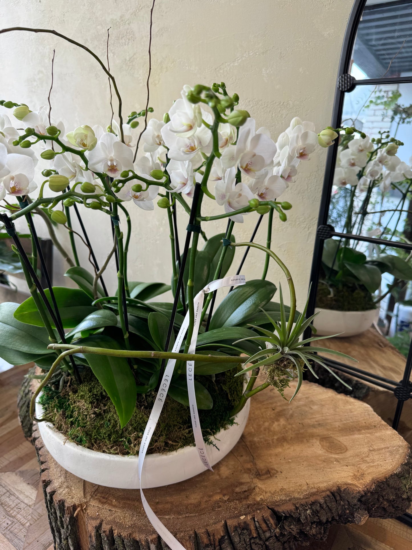 White Bliss Mini Orchids