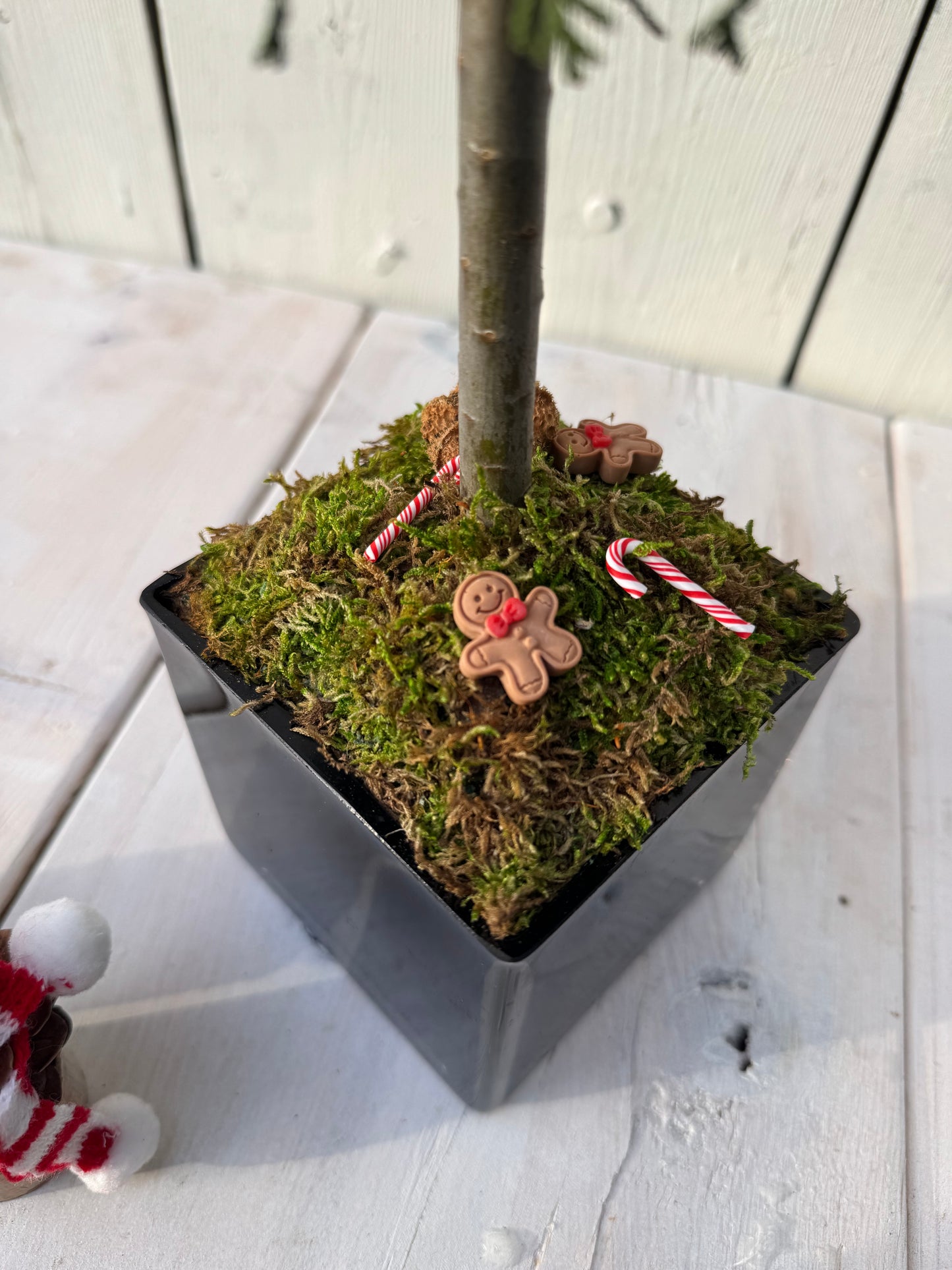 Real Winter Greens Topiary