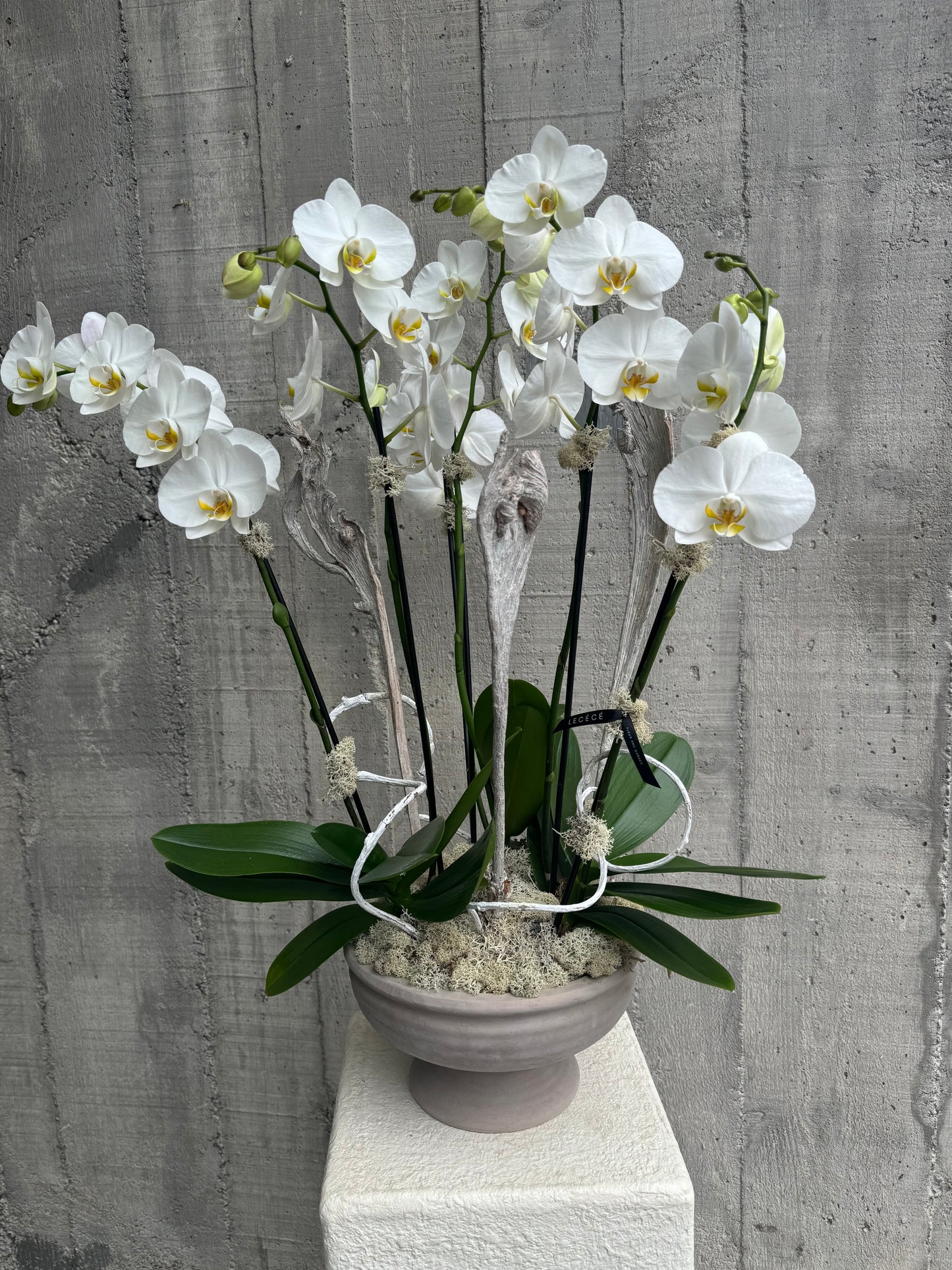 Orchid Prism