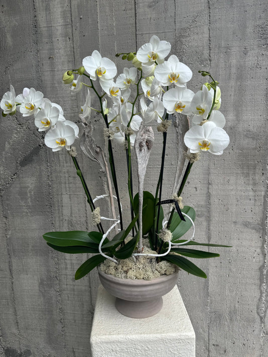 Orchid Prism