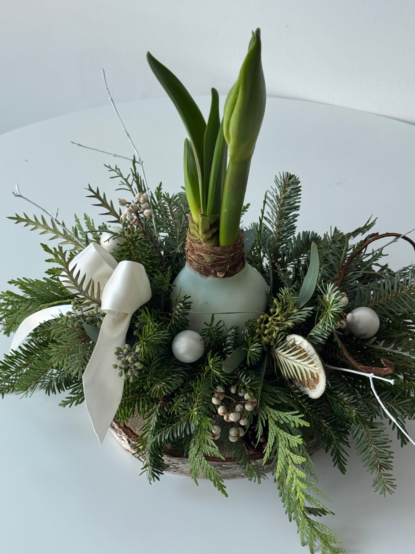 Waxed Amaryllis Garden