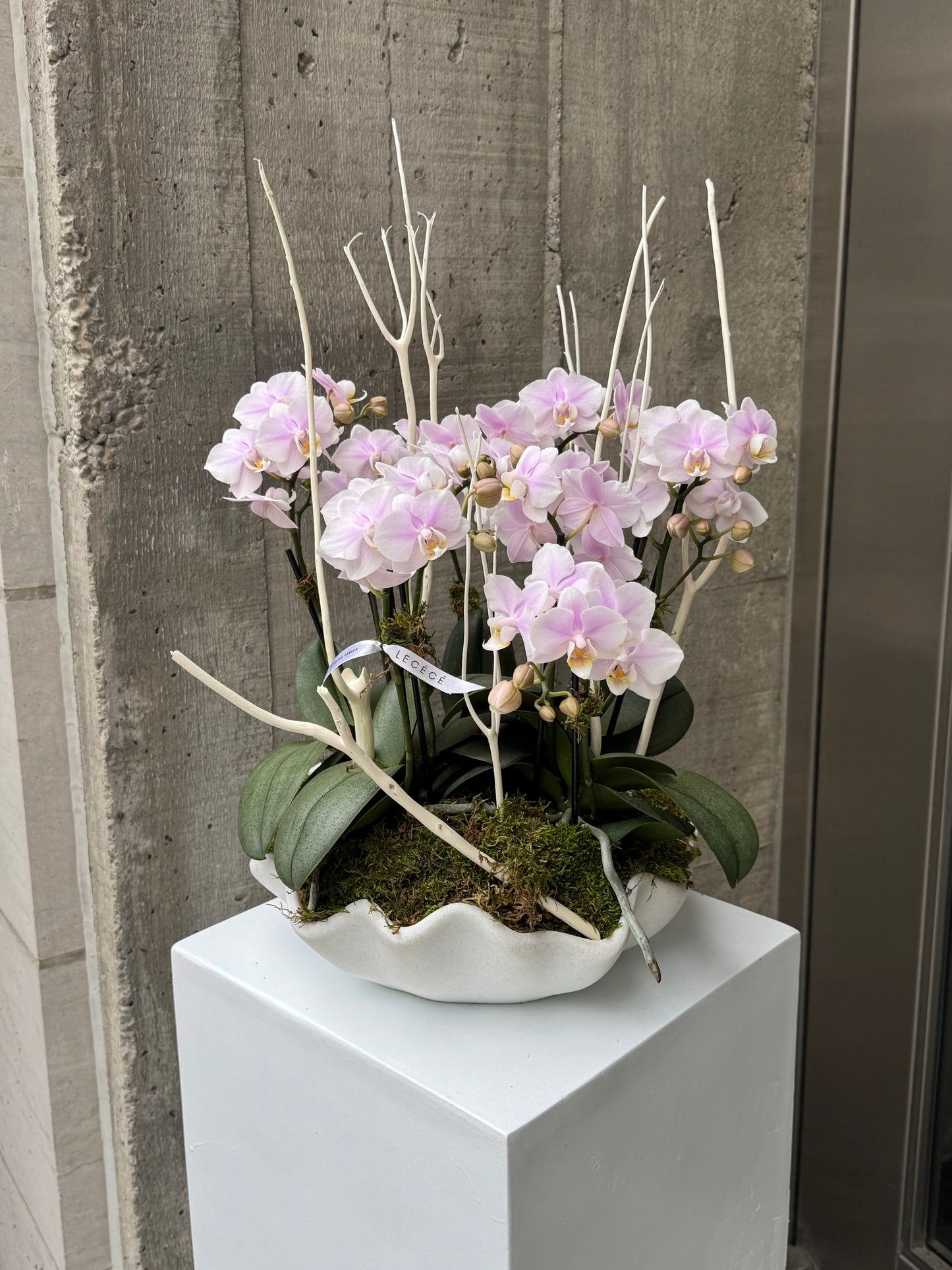 Shell Whisper (Fragrant)