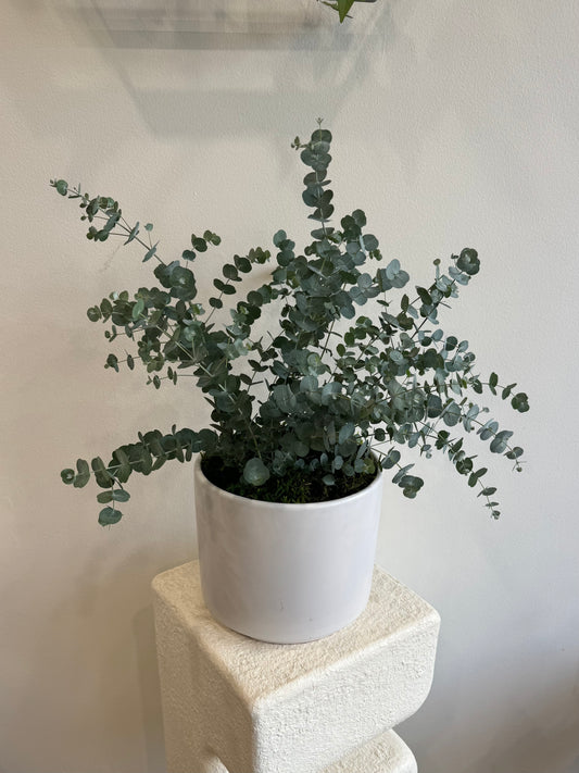 Eucalyptus Tree(6 inches)