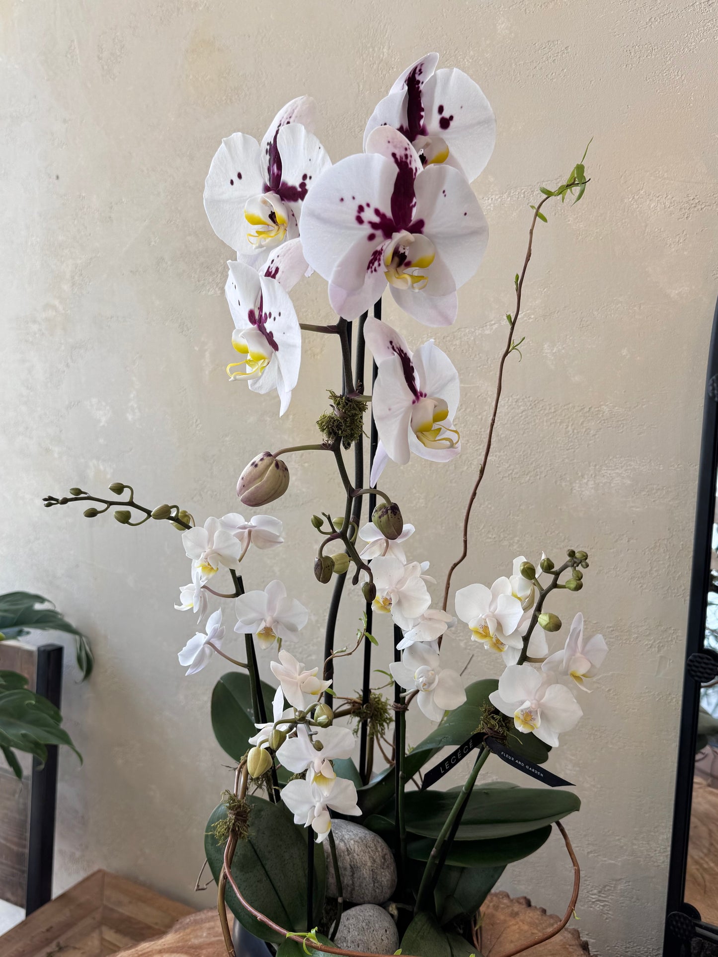 Orchid Mirage