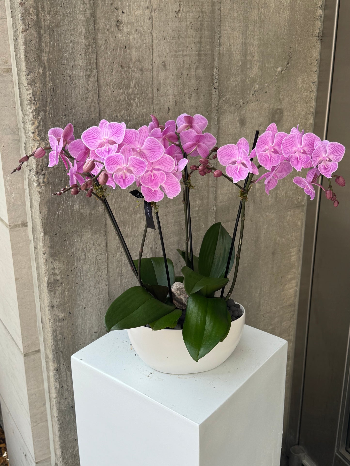 Lavande Orchid