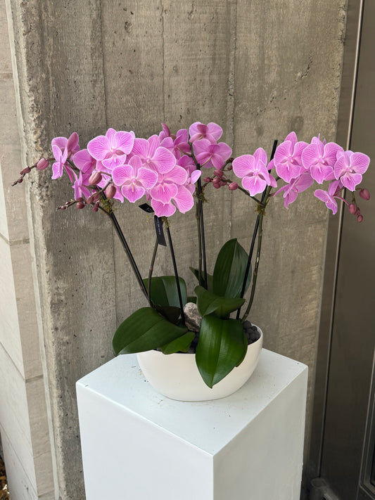 Lavande Orchid