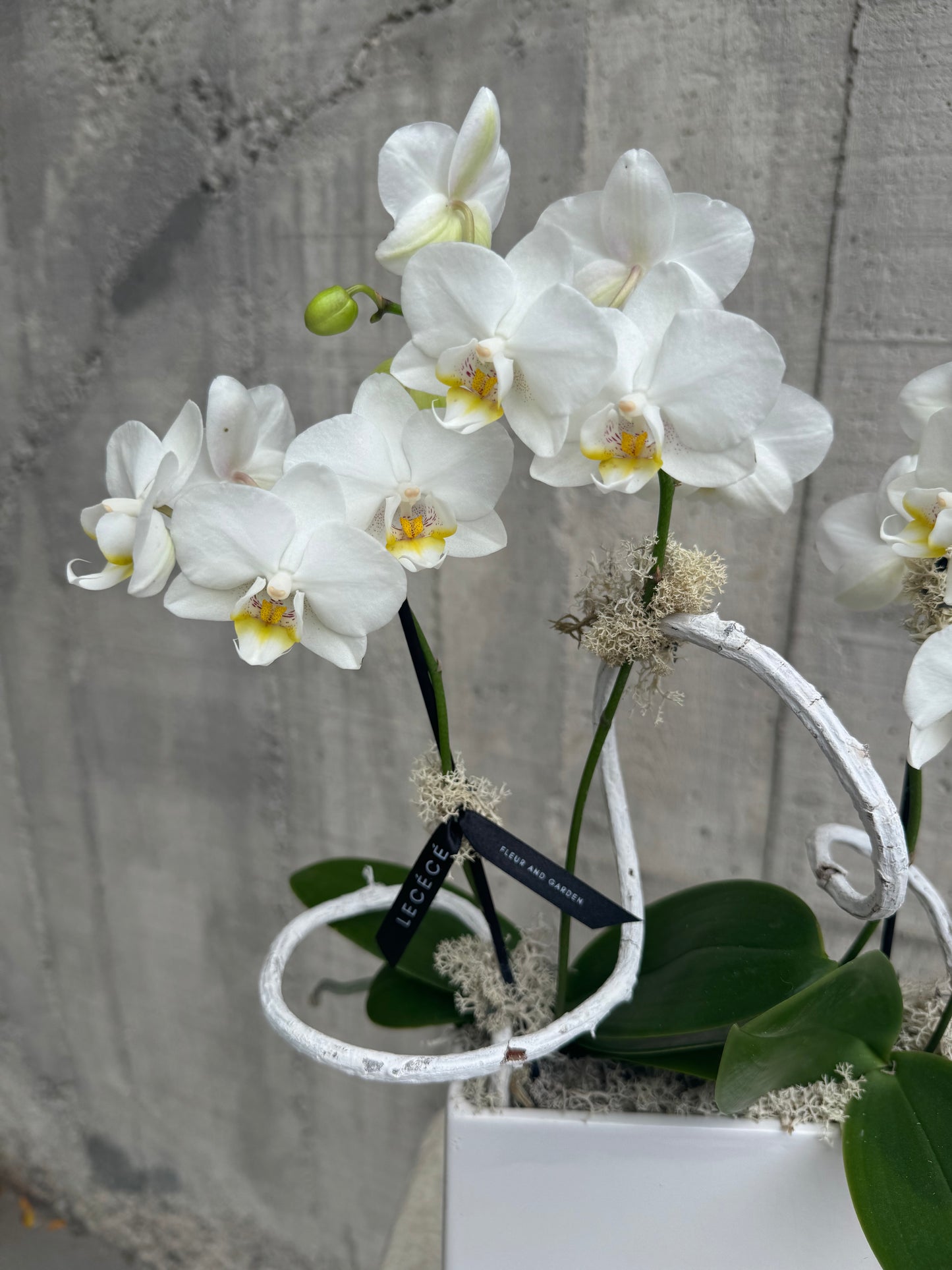 Orchid Cube