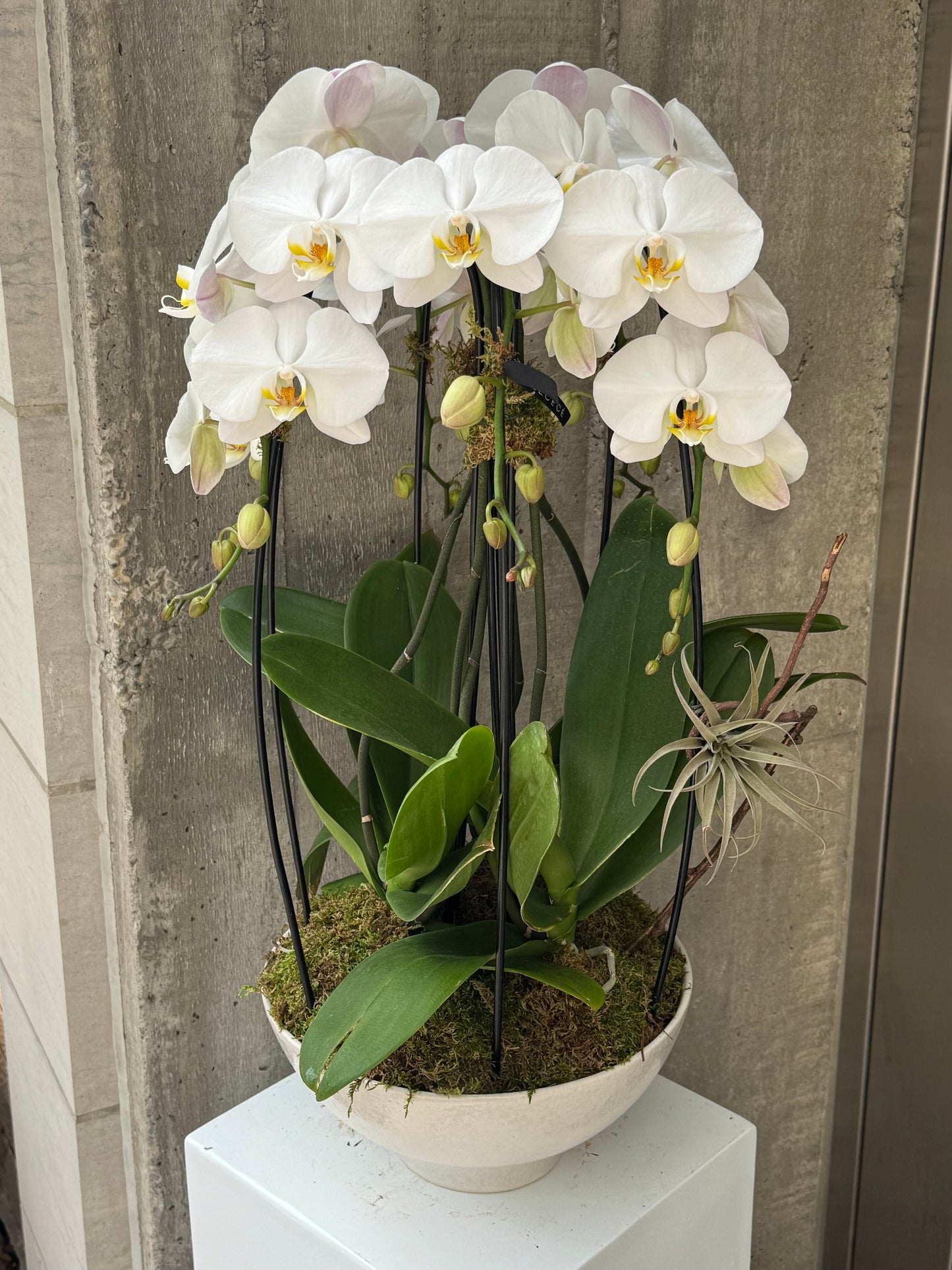 Celeste Orchid