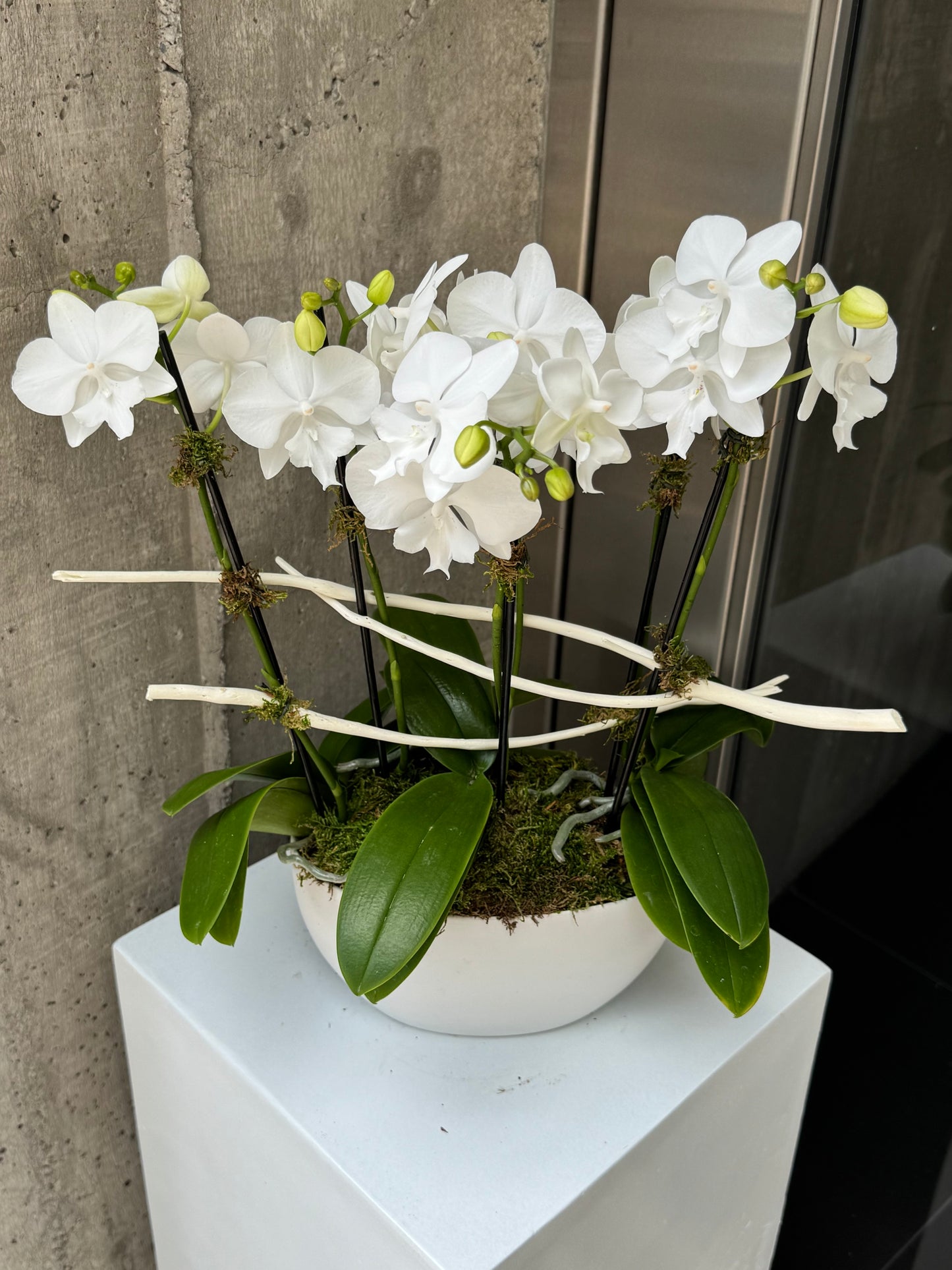 Serene Branch