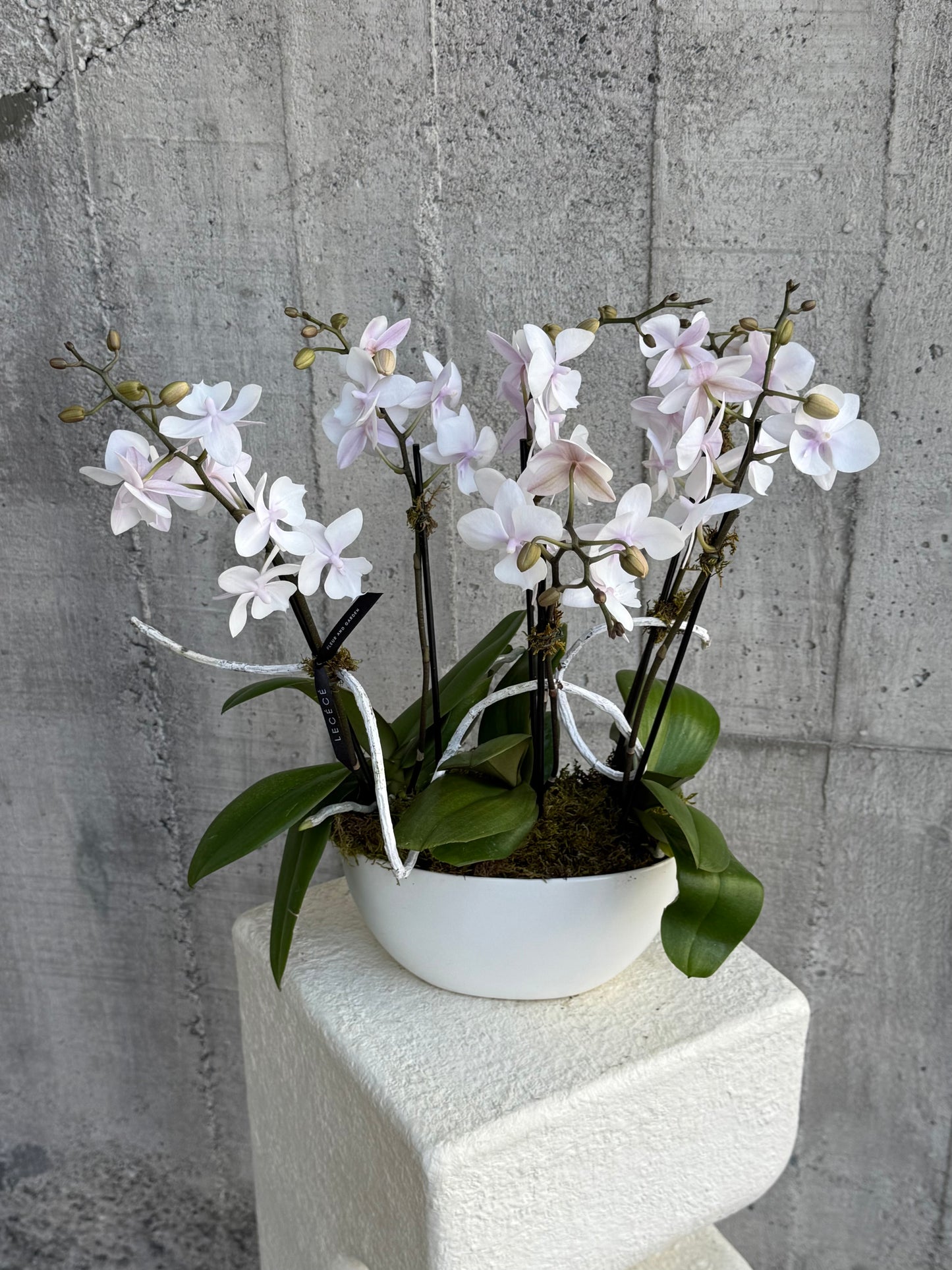 Blush Form