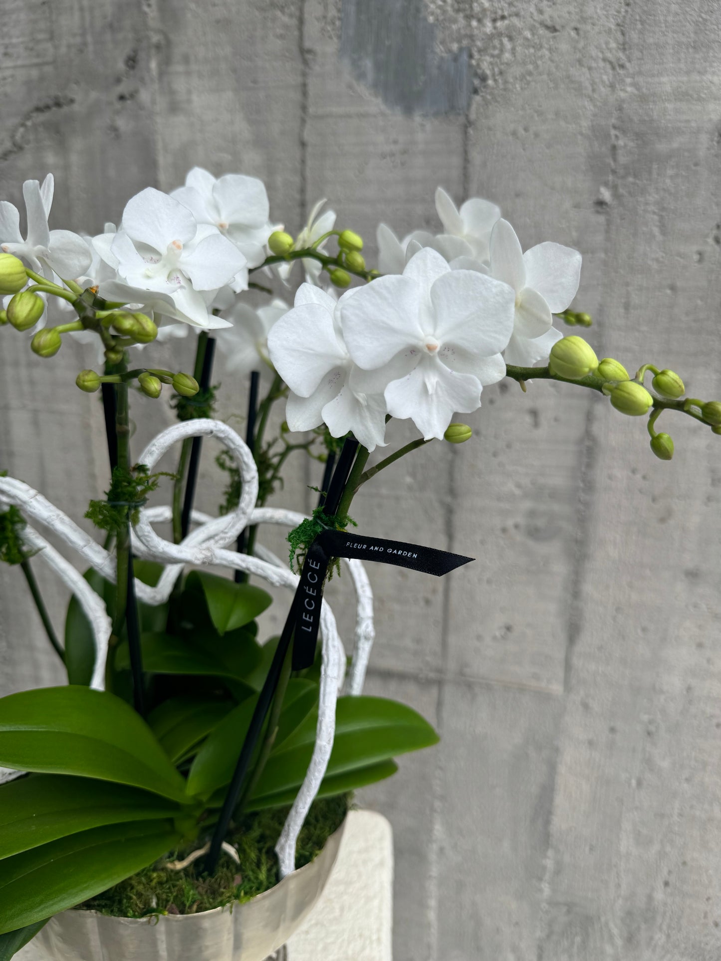 White Geometry