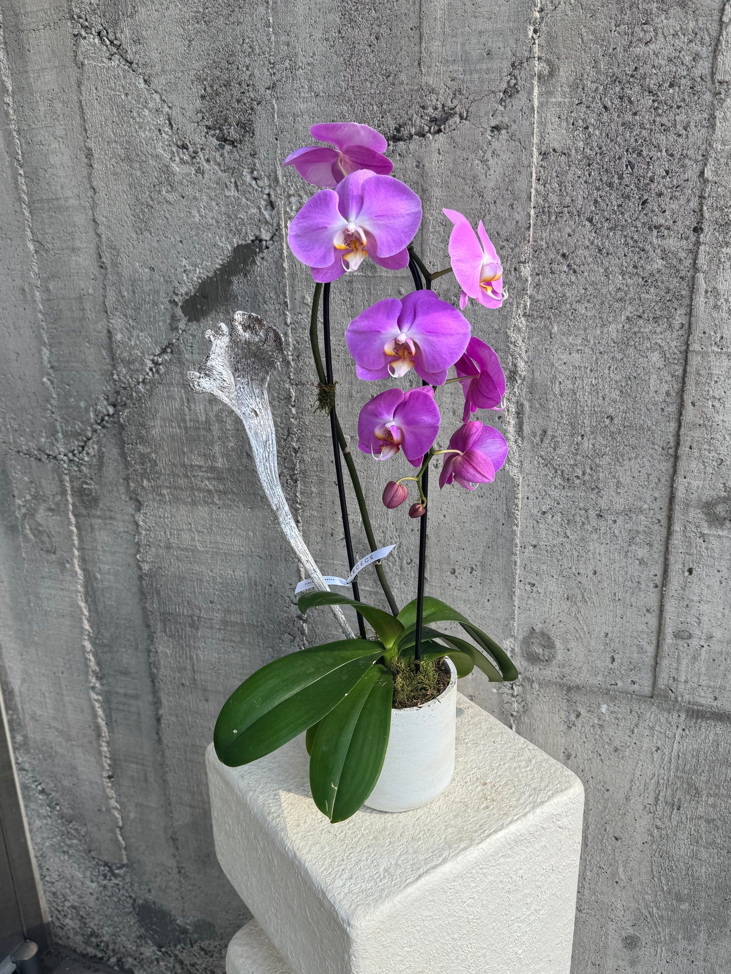 Cascading Single Orchids in Color